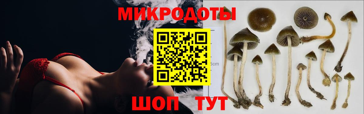 Галлюциногенные грибы Psilocybine cubensis Борисоглебск